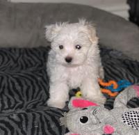 Healthy Maltese puppies with all papers image 3